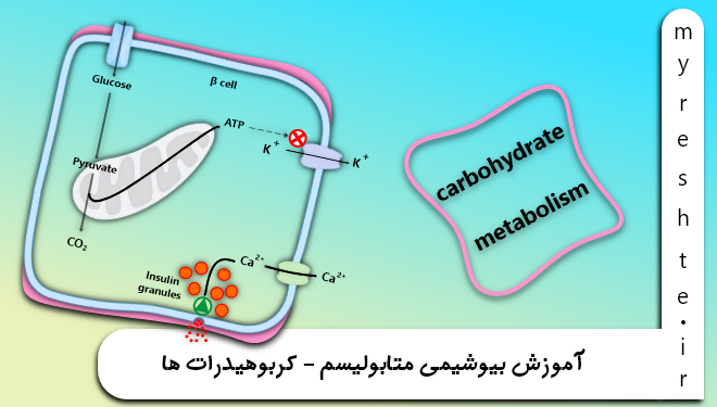 آموزش بیوشیمی متابولیسم - کربوهیدرات ها