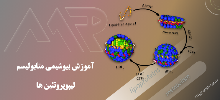آموزش بیوشیمی متابولیسم لیپوپروتئین ها